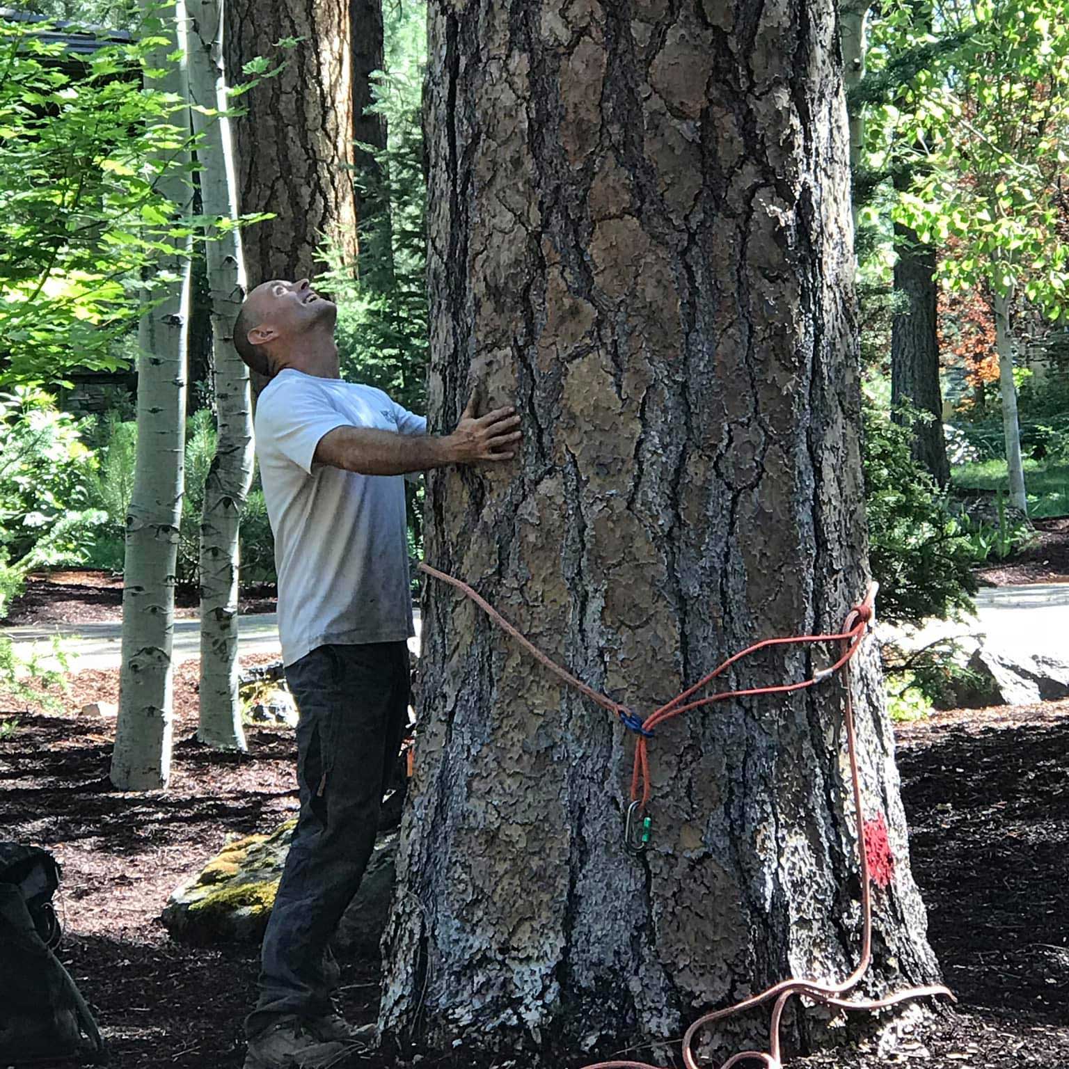 Tree Assessment Applied Forestry